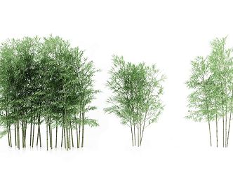 Modern bamboo 3d model