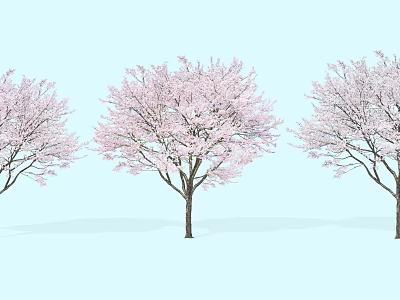 Three Flowering Arbor Trees With Pink Blossoms Against Light Blue Background 3d model
