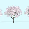 Three Flowering Arbor Trees With Pink Blossoms Against Light Blue Background