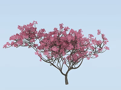 Beautiful Tree with Vibrant Pink Flowers and Elegant Branches Against Blue Sky 3d model