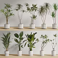 Indoor Potted Plants With Various Leaf Shapes In White Pots For Home Decoration