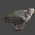 Seagull Taxidermy Mount On Wooden Base With Dark Background