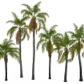 Tall Palm Trees With Slender Trunks And Green Brown Fronds Standing Together