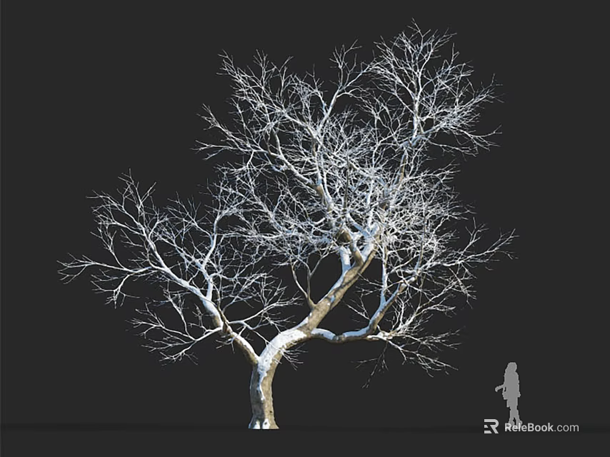Leafless Tree With Bare Branches And Human Silhouette On Black Background 3d model 