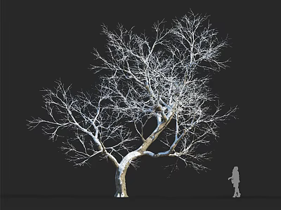 Leafless Tree With Bare Branches And Human Silhouette On Black Background 3d model