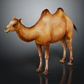 Brown Bactrian Camel Standing On Dark Background With Reflective Surface 3d model