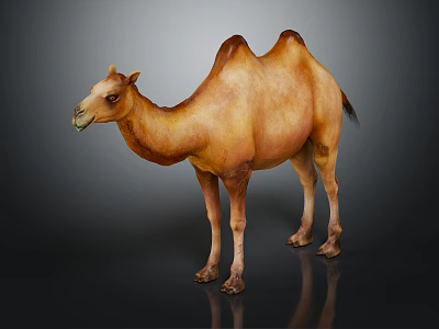 Brown Bactrian Camel Standing On Dark Background With Reflective Surface 3d model