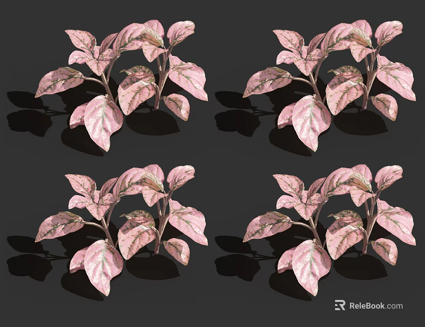 Shiny Pink Leaf Plants Arranged in Four Groups on Dark Background 3d model