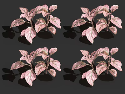 Shiny Pink Leaf Plants Arranged in Four Groups on Dark Background 3d model