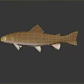 Orange Spotted Trout With Pink Underbelly On Gray Background And Reflection 3d model