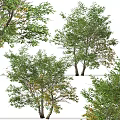 Lush Green Arbor With Dense Foliage And Multiple Branches