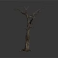Dry Leafless Tree Trunk With Twisted Branches On Dark Gray Background