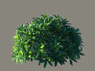 Round Green Shrub With Lush Dense Foliage And Vibrant Green Leaves 3d model