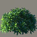 Round Green Shrub With Lush Dense Foliage And Vibrant Green Leaves
