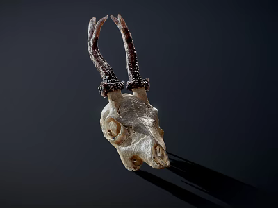 White Animal Skull With Curved Horns On Dark Background And Shadow 3d model