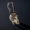 White Animal Skull With Curved Horns On Dark Background And Shadow