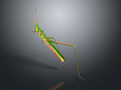 Green Mantis Insect Detailed Close Up View With Long Legs On Dark Background 3d model