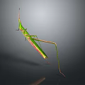Green Mantis Insect Detailed Close Up View With Long Legs On Dark Background