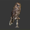 Brown and White Owl Perched on White Pedestal Against Gray Background