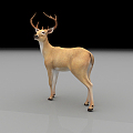 Modern Deer Animals 3d model