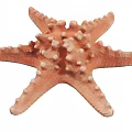 Two Orange And Beige Starfish Marine Animals With Spiny Bodies On White Background