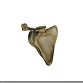 Medical Device 3D Skeletal Structure Model for Anatomical Education and Surgical Planning