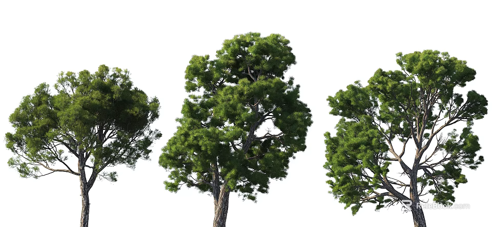 Three Lush Arbors With Green Leaves And Clear Trunks In Natural View 3d model 
