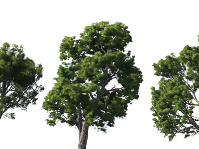 Three Lush Arbors With Green Leaves And Clear Trunks In Natural View 3d model