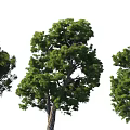 Three Lush Arbors With Green Leaves And Clear Trunks In Natural View