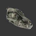 Animal Skull Bone Structure With Detailed Teeth And Natural Texture 3d model