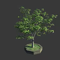 Lush Potted Arbor With Green Leaves Gray Trunk Grass And Hexagonal Pot