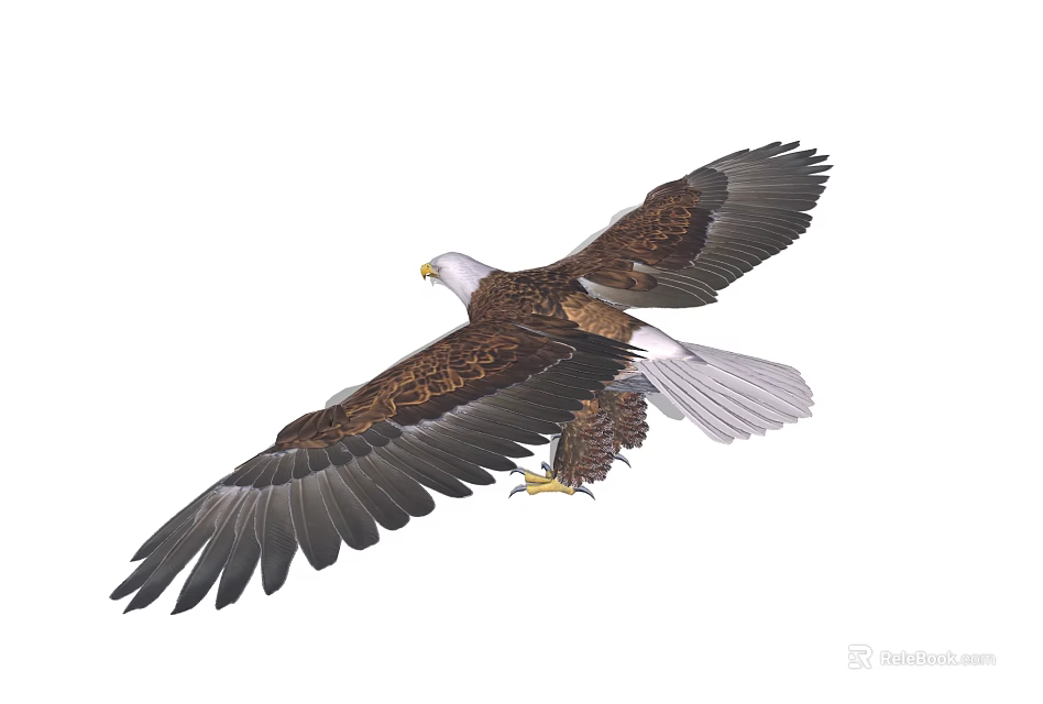 Bald Eagle Flying With Spread Brown Wings And Sharp Talons 3d model 