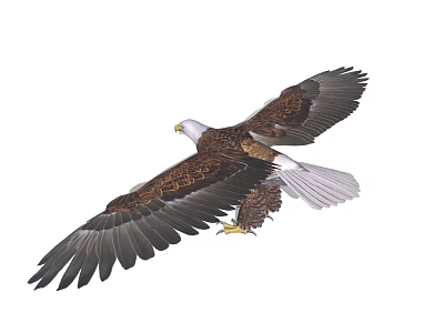 Bald Eagle Flying With Spread Brown Wings And Sharp Talons 3d model