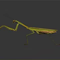 Green Praying Mantis With Long Forelegs In Natural Stance On Dark Surface
