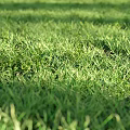 Lush Green Grass Lawn With Fresh Natural Texture For Outdoor Background