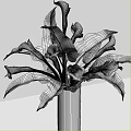 Elegant White Calla Lilies Arrangement With Long Green Stems And Large Leaves In Vase