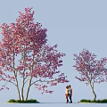 Tall Flowering Trees with Pink Blossoms and Two People Standing Beneath