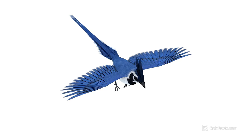 Blue Bird Flying With Spread Wings And Detailed Feathers In Flight 3d model 