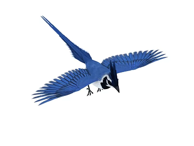 Blue Bird Flying With Spread Wings And Detailed Feathers In Flight 3d model