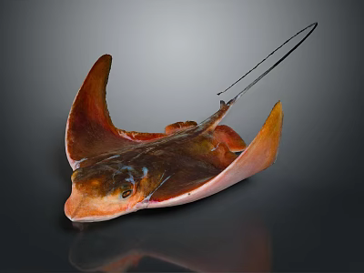 Vibrant Orange Brown Stingray Displaying Flat Body And Wing Like Fins On Dark Reflective Background 3d model