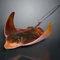 Vibrant Orange Brown Stingray Displaying Flat Body And Wing Like Fins On Dark Reflective Background