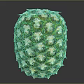 Fresh Pineapple with Green Yellow Skin and Scaly Texture on Dark Background