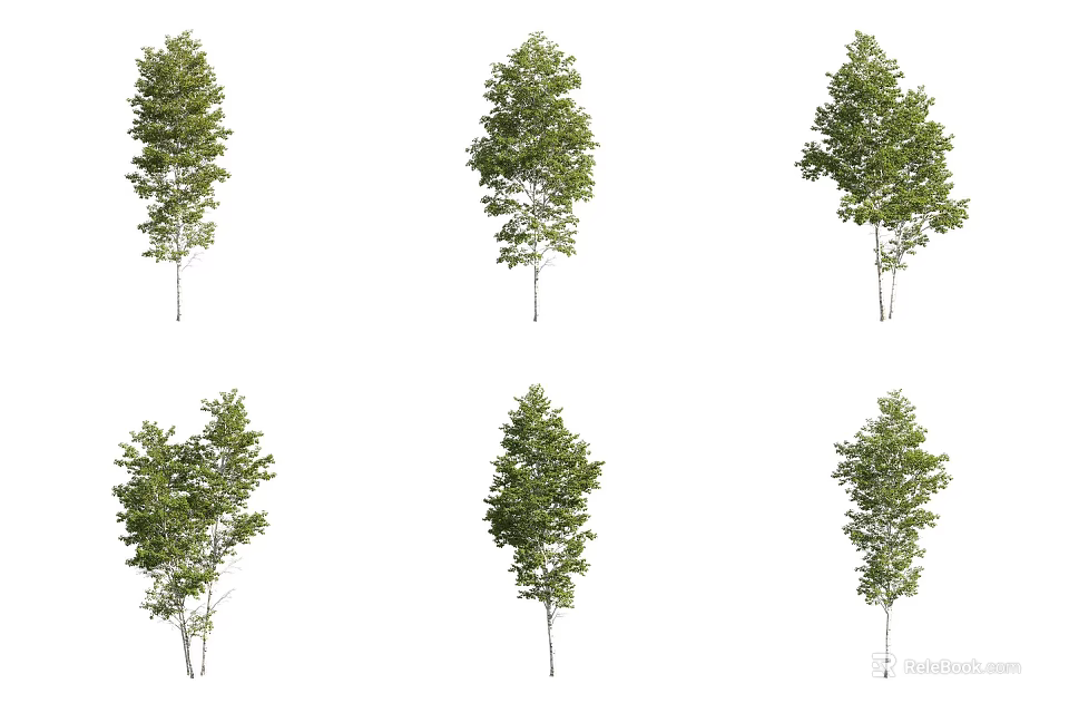 Leafy Green Trees In Various Growth Forms Isolated On White Background 3d model