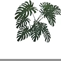 Potted Monstera Plant Featuring Large Green Hole Patterned Leaves With White Background And Shadow