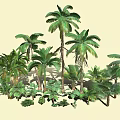 Diverse Tropical Plant Collection Featuring Palm Trees Large Leafy Greenery And Various Ferns