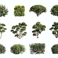 Various Types of Garden Shrubs with Different Green Foliage Shapes for Landscaping Design