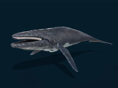 Blue Whale Swimming In Deep Blue Water With Open Mouth Streamlined Body Fins And Tail 3d model