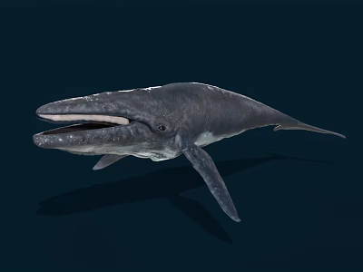 Blue Whale Swimming In Deep Blue Water With Open Mouth Streamlined Body Fins And Tail 3d model