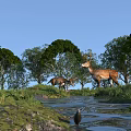 Natural Wildlife Landscape With Deer By Stream Green Grass And Rocks