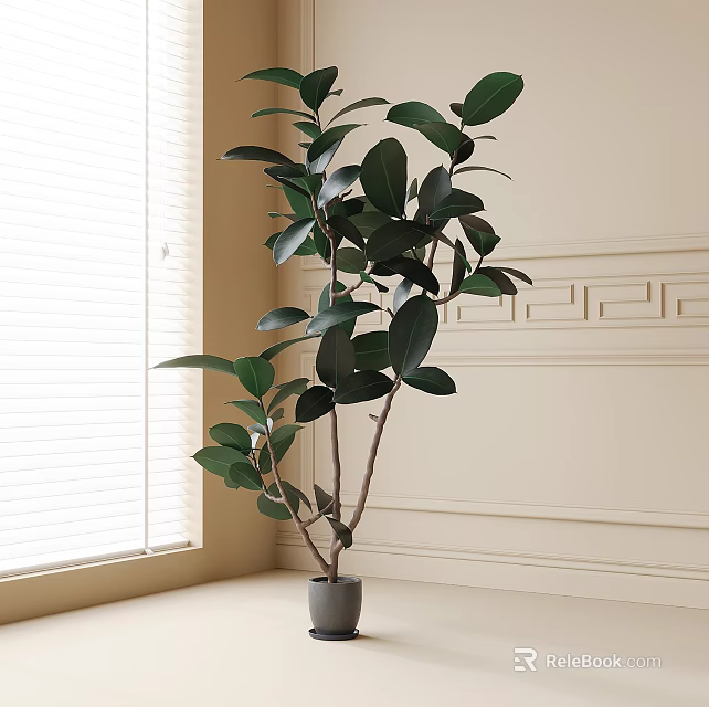 Potted Ficus Plant in Gray Pot by Window with Natural Light and Decorative Wall 3d model 